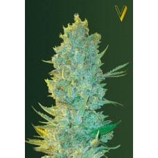 Семена конопли OG Kush Феминизированные Victory seeds